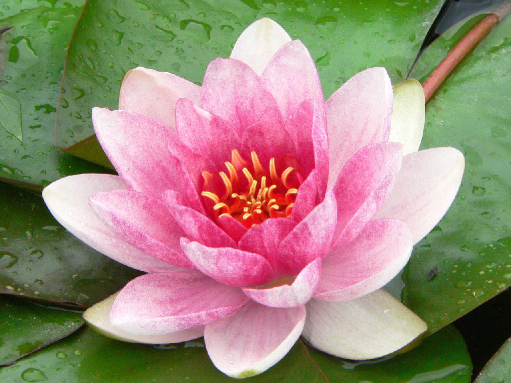 Lotus Flower